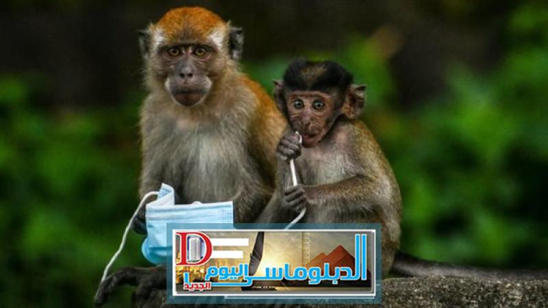 جدري القرود