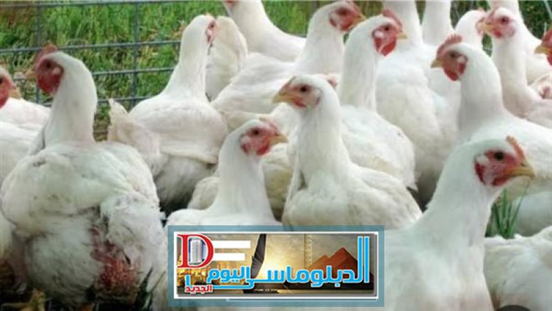 أسعار الدواجن البيضاء